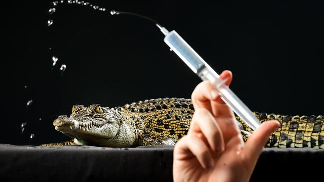 Vaccination aims to protect NT crocs from damaging virus | NT News