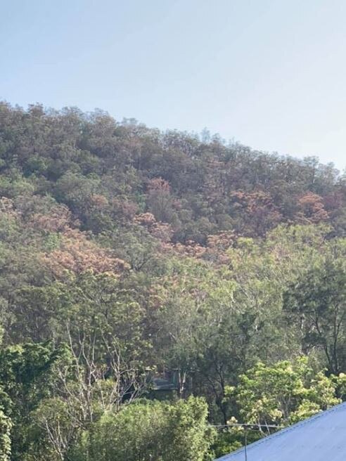 Dieback in eucalypts on the Taylor Range in The Gap. The trees are slowly recovering.