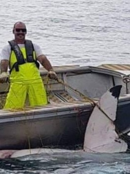 A massive 4.6 metre great white shark netted off a Sydney beach.