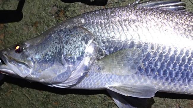 This lovely silver barra was the result of being in the right place at the right time at Fannie Bay