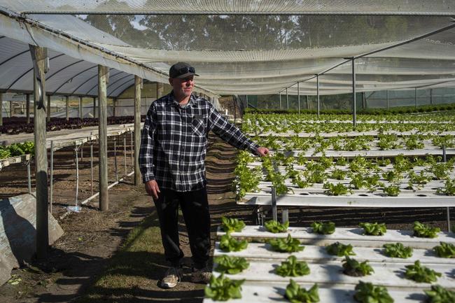 Larry Sher known affectionately known as ‘Larry Lettuce’, owner of Millingandi Greens, a primary producer of lettuce and other green vegetables and herbs, at his farm in Millingandi, NSW. Picture by Sean Davey.