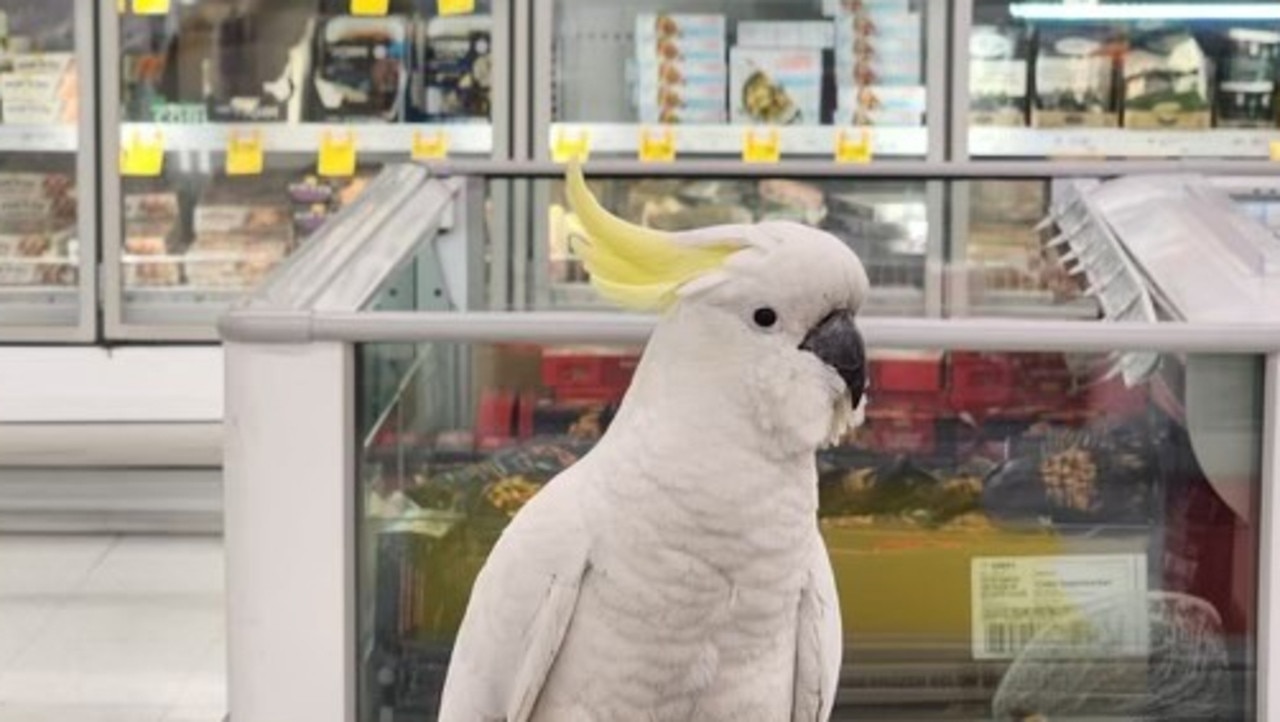 Fury over bird trapped in Coles for 4 weeks