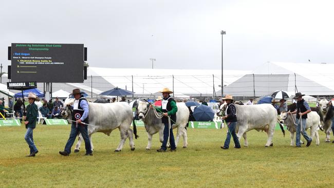 The Nutrien Ag Solutions Stud Cattle Parade of Champions at Beef Australia 2024. Picture: Aden Stokes