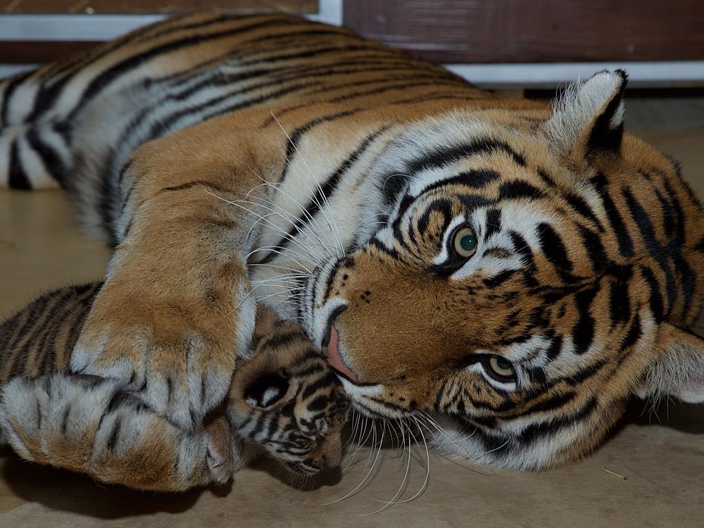 Dreamworld's two tiger cubs, born to Adira at Tiger Island. Picture: Patrick Martin-Vegue, Tiger Island Manager