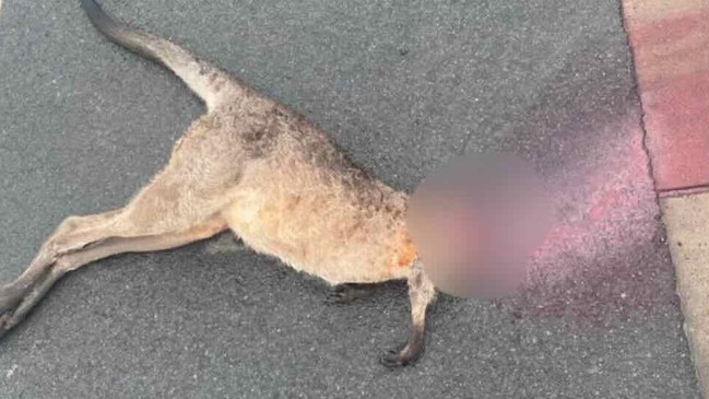 A blurred image of the decapitated kangaroo found on the side of a busy road on the Fraser Coast on March 13, 2024.