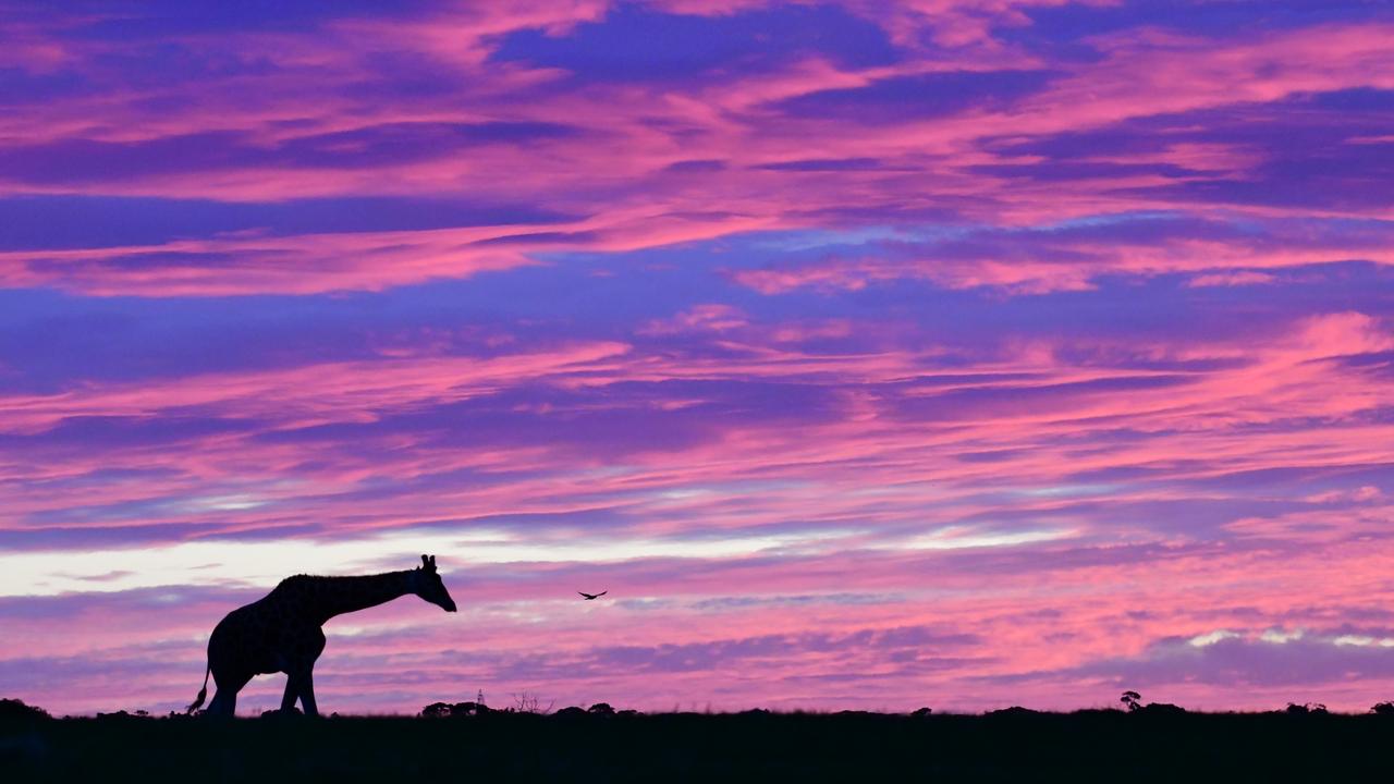 Early rising giraffe. Dawn picture: Geoff Brooks, Monarto Safari Park