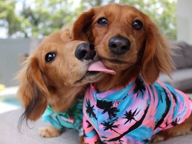 River shows her love for her best buddy Sebastian. Submitted by Mia Riekert.