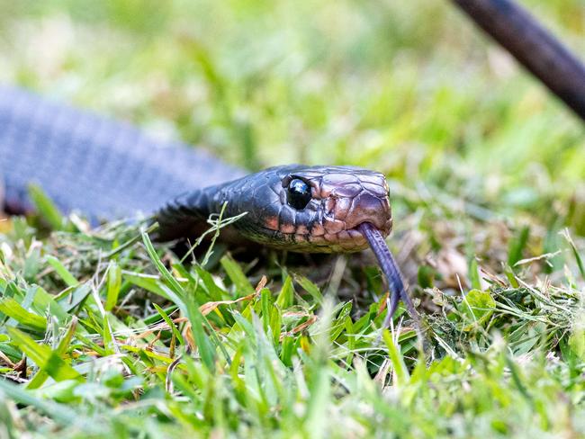 Snakes like to hide under-logs and other items that may be left in the backyard. Troy recommends to keep you grass cut low and to look under objects before picking them up. Picture Thomas Lisson