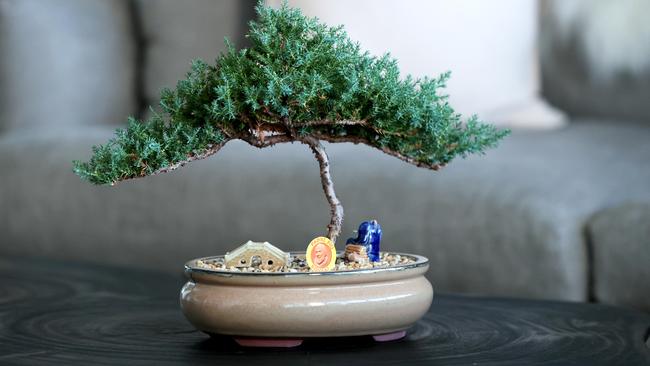 A 23-year-old Bonsai tree takes pride of place at the family home.