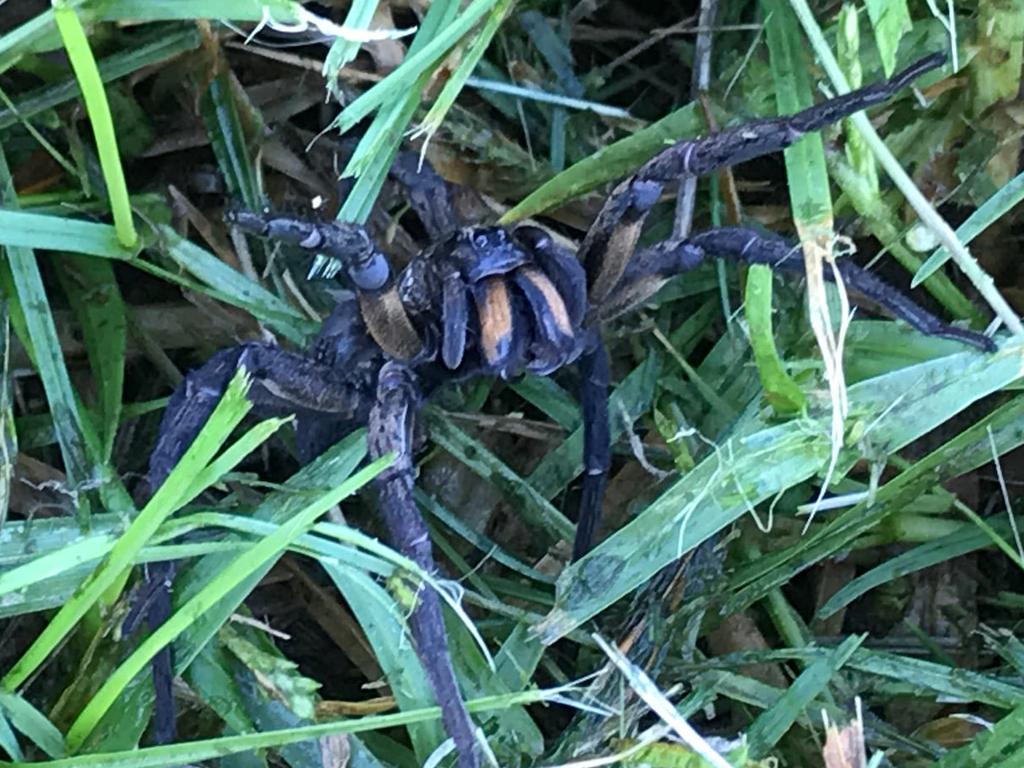 TODAY - A crop farmer has captured this incredible photo of a baby brown  snake caught and killed by a daddy long-legs spider on his farm at  Griffith, NSW. Only. In. Australia. (