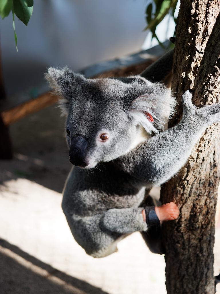 Friends of the Koala's resident male koala Triumph, recently received the world's first koala prothesis.