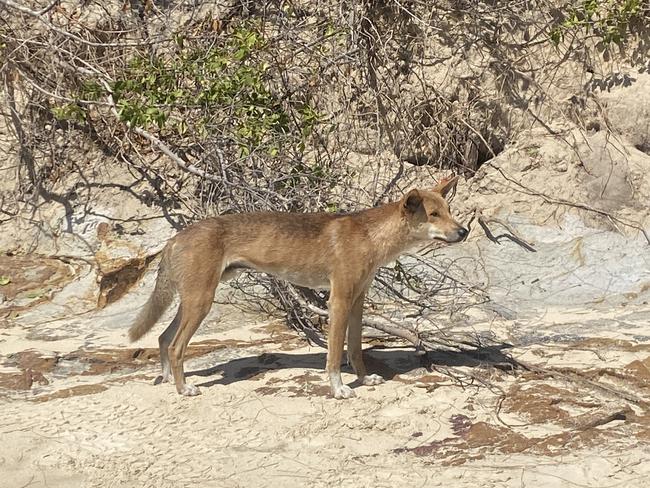 A dingo (wongari) on K’gari.