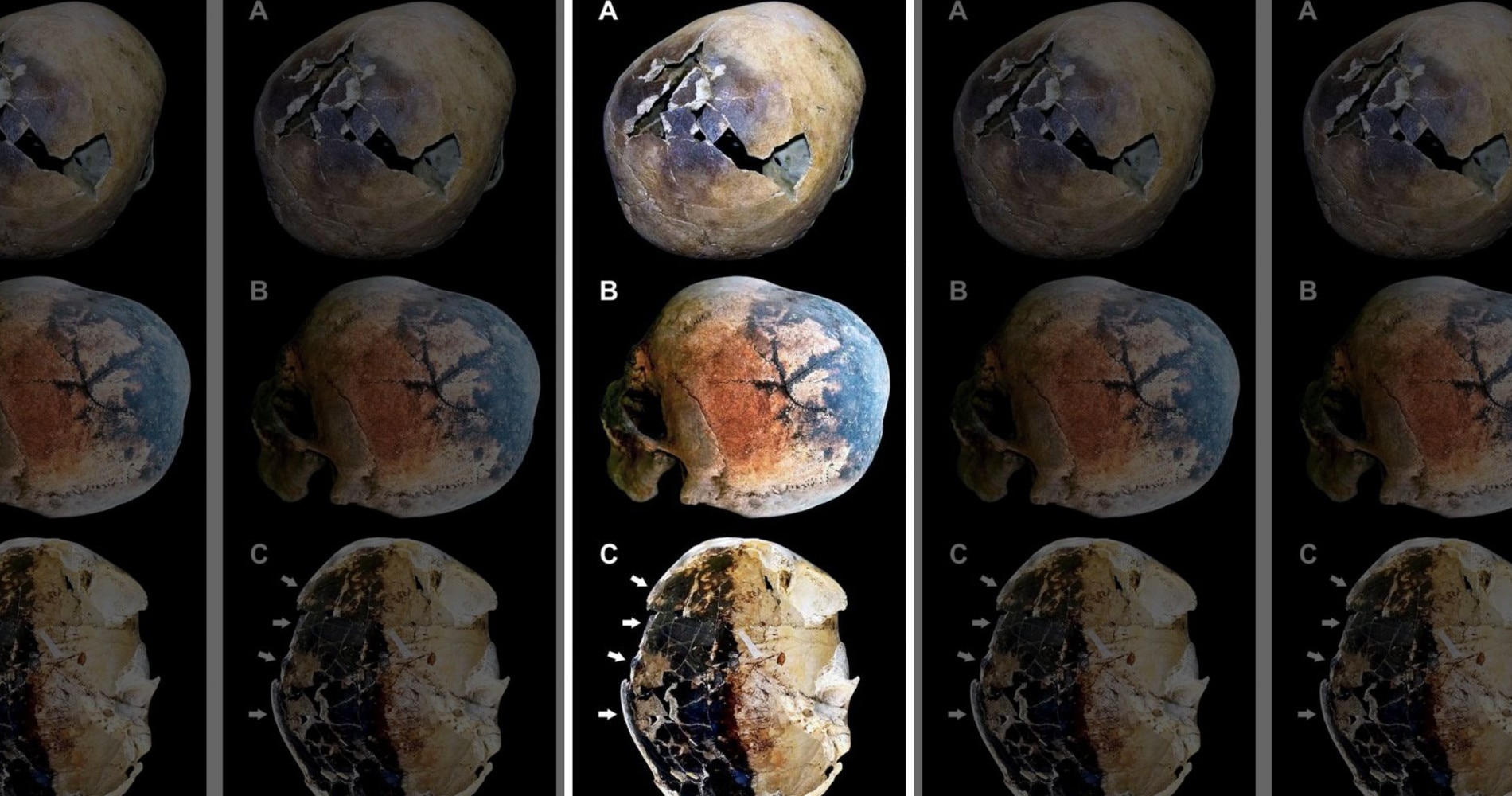 Some of the skulls examined in the study, which found that they exploded. Picture: PLoS One