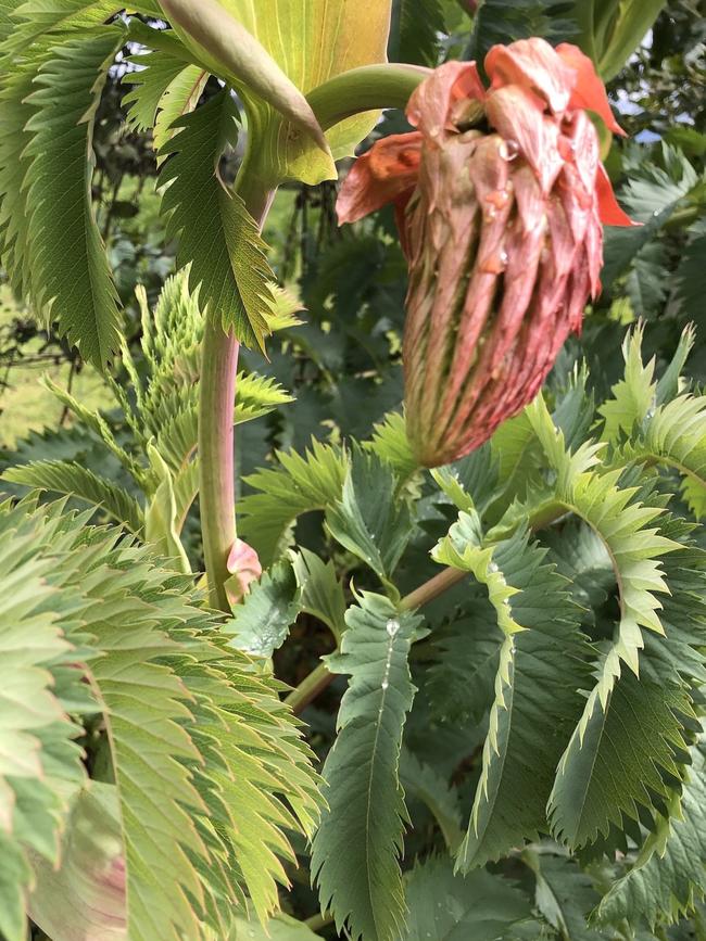 <i>Melianthus major</i>