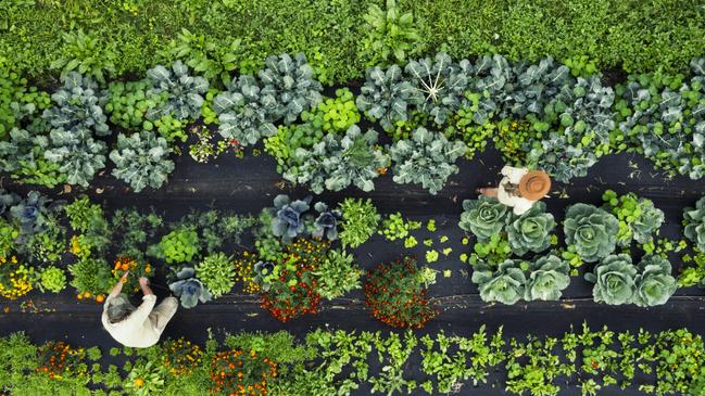 Fresh ingredients in the garden at The Farm and Three Blue Ducks.