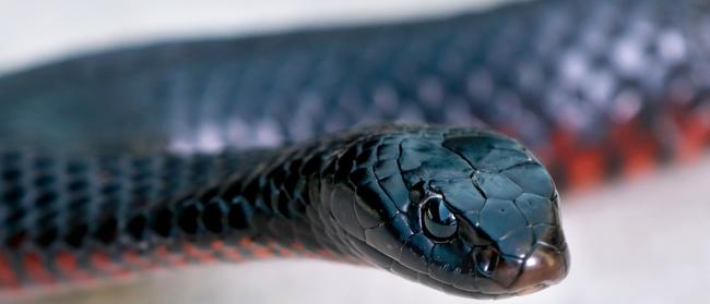 Red-bellied black snakes are generally shy and are not know to be an aggressive species. Picture: AAP/Angelo Velardo