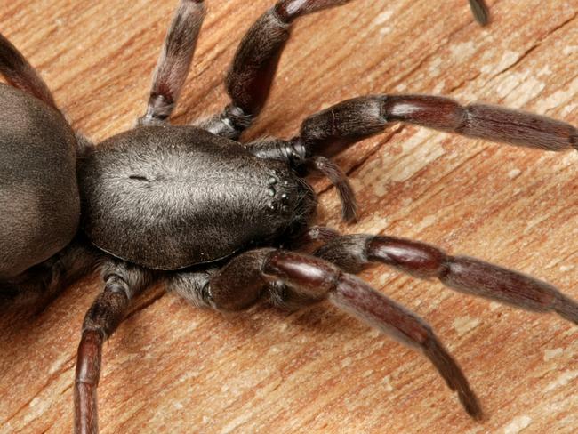 Funnel-web and redback spiders moving into NSW homes | Daily Telegraph