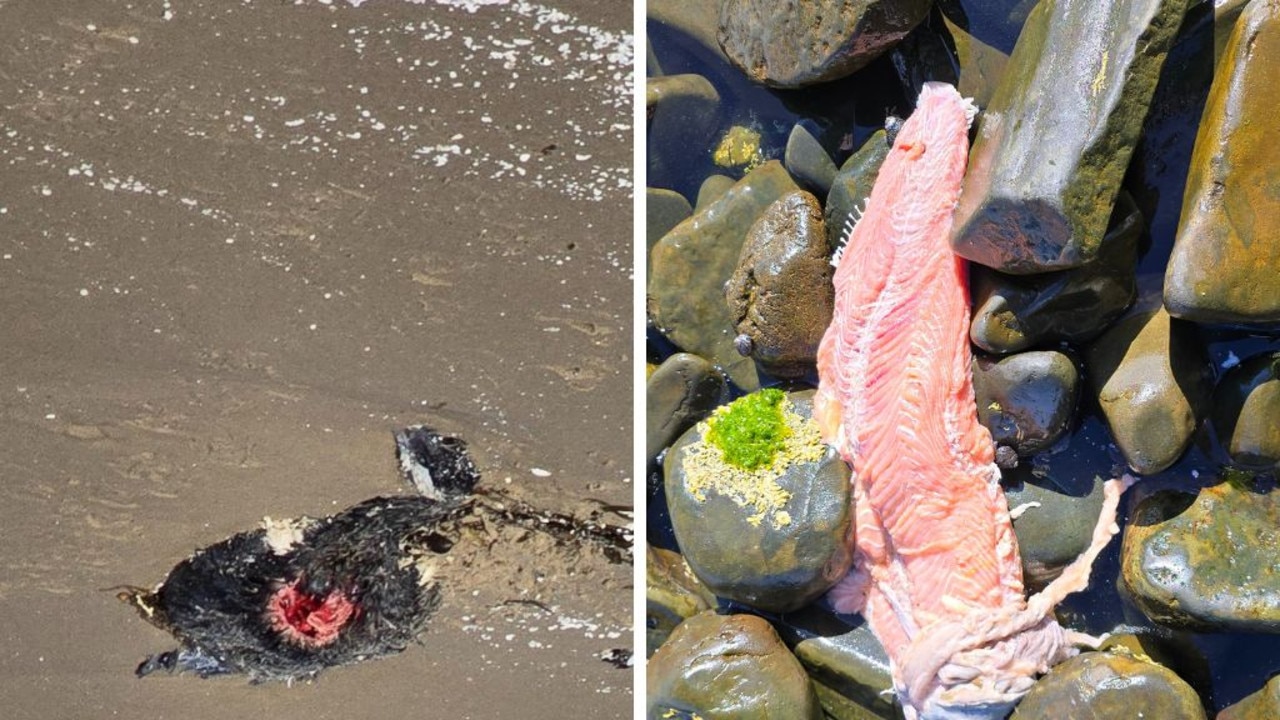 ‘Biohazard’: Rotting flesh on iconic beach