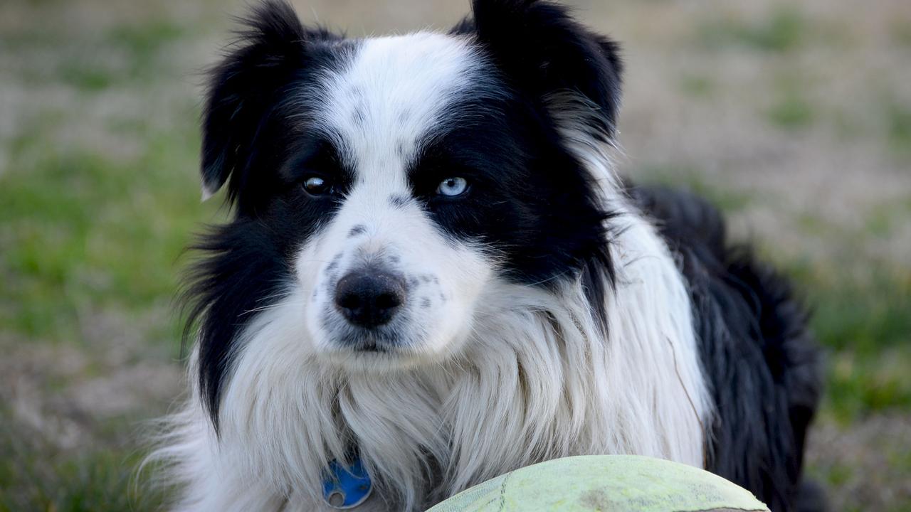 Brigid Kennedy could tell her dog, Raffles, pictured, wasn’t a purebred because of his heterochromia — where one eye was blue and the other brown.
