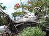 Traffic chaos after 130-year-old tree falls in inner city