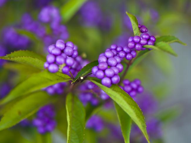 EMBARGO FOR TWAM 1 MAY 2021 FEE APPLIESCallicarpa berries Pic : Getty Images