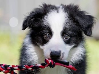 This little cutie is Finn, a 10-week-old collie. Submitted by Mandie Lèé.