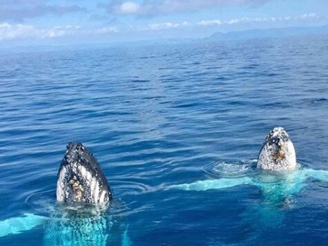 Whales have been spotted near Magnetic Island. Photo: Instagram