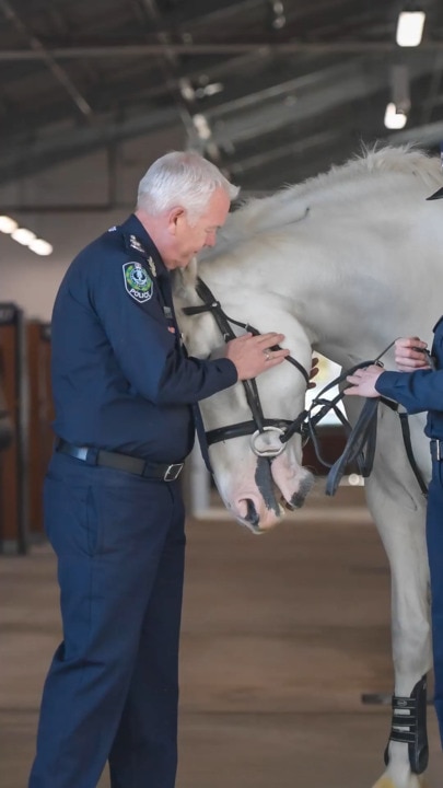 SA Police horses move into new Gepps Cross facility