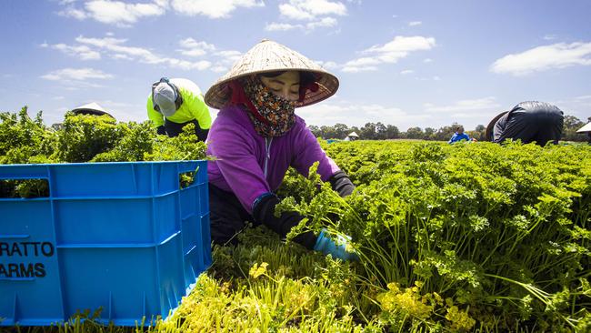 Tui Mac, from Vietnam, picks parsley at Boratto Farms near Bacchus Marsh in Victoria. Picture: Aaron Francis