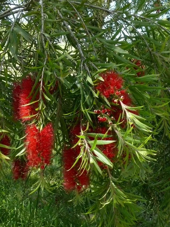 Callistemon ‘Edna Walling Scarlet Willow’