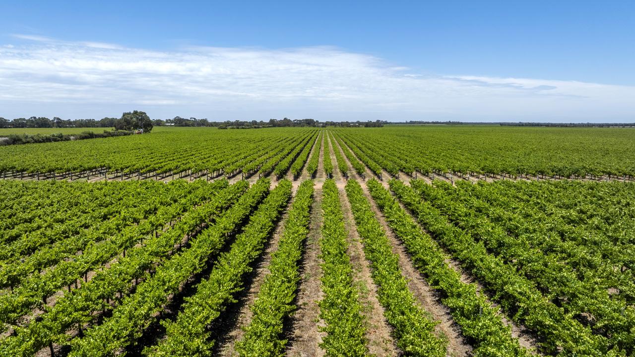 Vineyards spanning two wine regions up for sale