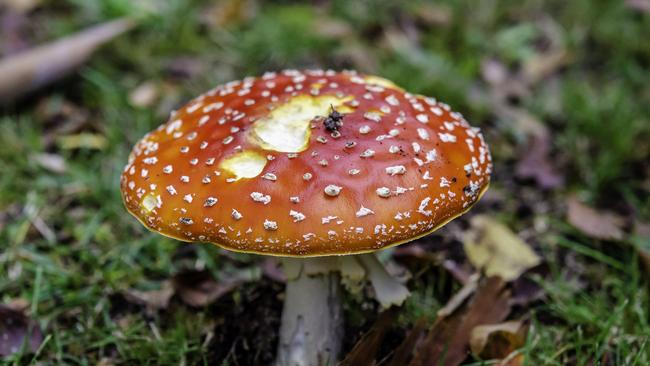 Fly agaric.