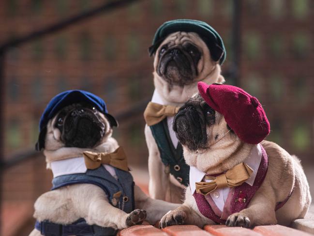 Callan Park is also the favourite stomping ground of Insta-famous pugs Norton, Mouse and Perry.