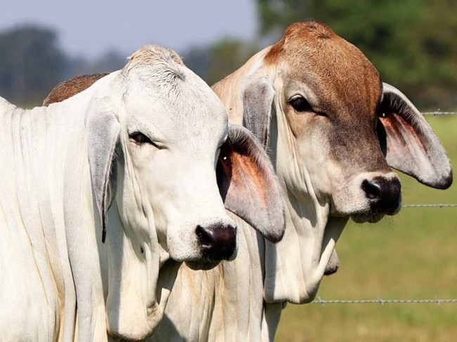 The cattle, one of which was a brahman-brindle cross, pushed through Appleton’s fence and onto his property before he shot them.