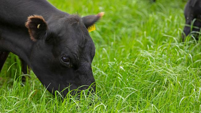 Research into soil health has thrown up some interesting results on straight ryegrass pastures compared with mixes.