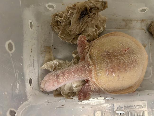A DAFF veterinarian opened the package to discover three snakes, six iguanas, three soft shell turtles, and three tarantulas stuffed into calico drawstring bags. Many of the animals were dead. Picture: DAFF