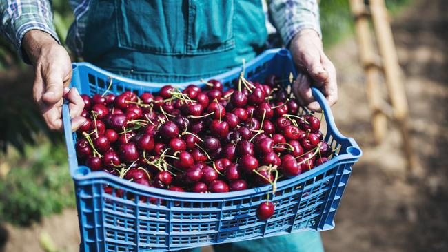 Cherries contain antioxidant compounds called anthocyanins that have been linked to reduced inflammation. Picture: istock