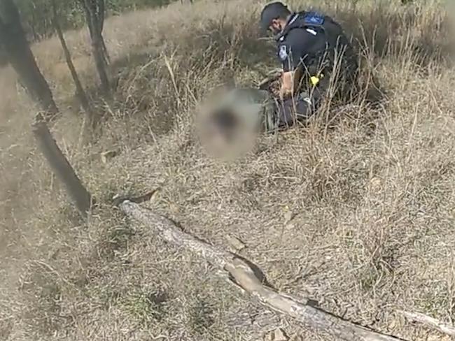 Watch: Police dog captures alleged offender after bushland hunt