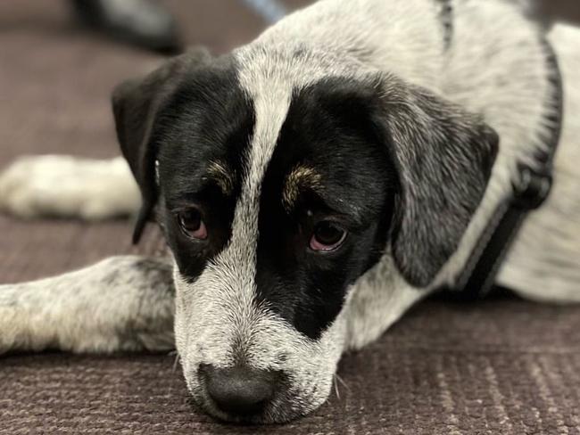 A woman has been reunited with her dog  Speck after she was found nearly 300km from home in Sydney’s CBD this week.