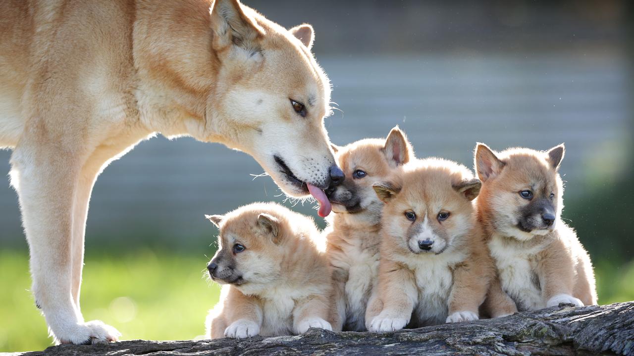 Dingo DNA study shows most of the Victorian dingoes are pure bred | Herald  Sun