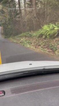 Deer Gets Lucky as Driver Startles Cougar About to Make a Kill