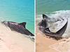 Shock as tiger shark spotted in shallows