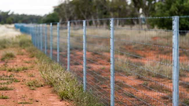 Wild dog exclusion fencing is allowing primary producers to diversify their livestock.