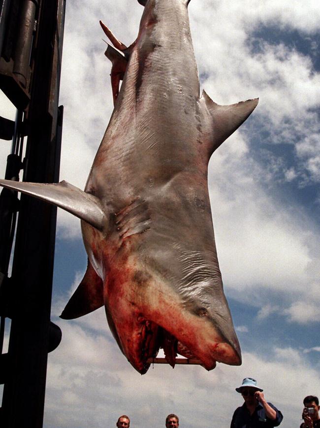 A shark caught off Castle Rock in 2007.