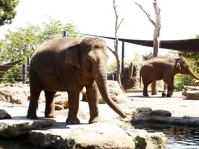 DAILY TELEGRAPH JANUARY 13, 2025. Taronga Zoo elephants Pak Boon and Tang Mo (front) who will soon be moving to a new home. Picture: Jonathan Ng