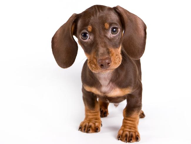 Teacher feeds puppy to turtle in front of class: reports | news.com.au ...