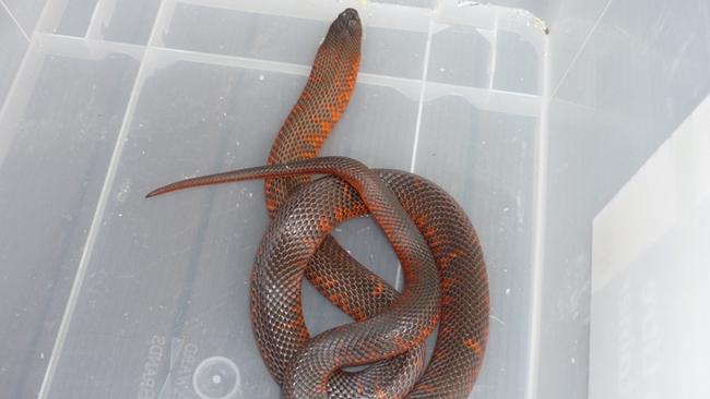 The Collett’s Snake has orange-red markings.