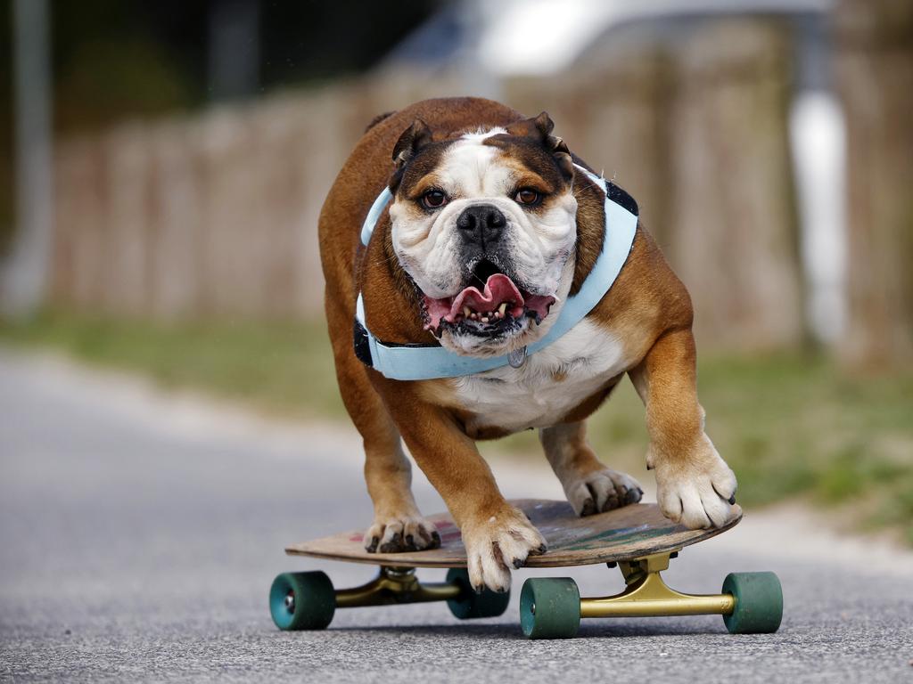 Is Giotto the cutest skateboarder in the sport’s history? Picture: Sam Ruttyn