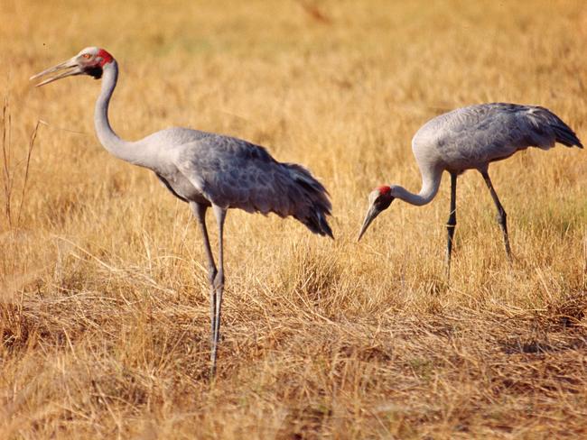 With their elaborate courtship dance, brolgas are one of Australia’s most iconic birds. They rely on wetlands and indicate our effectiveness in water management. Picture: Ross Bray