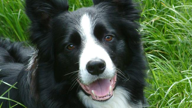 Connie Strong, 31, landed in Grafton Local Court after kicking her father-in-law’s young border Collie named Jake during an argument. File image.